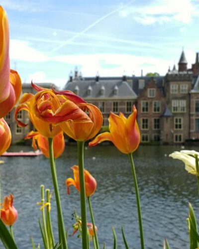 binnenhof-2398654_1280